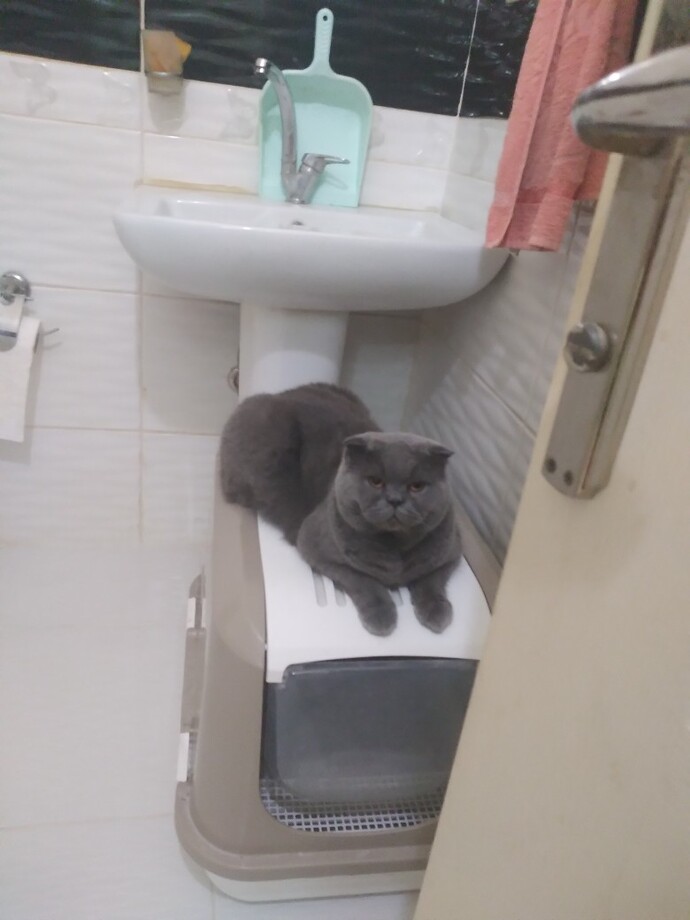 En güzel kedi hangisi sizce, kedinizin fotoğrafını atar mısınız?