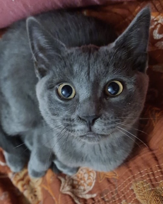 En güzel kedi hangisi sizce, kedinizin fotoğrafını atar mısınız?