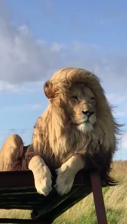 En güzel kedi hangisi sizce, kedinizin fotoğrafını atar mısınız?