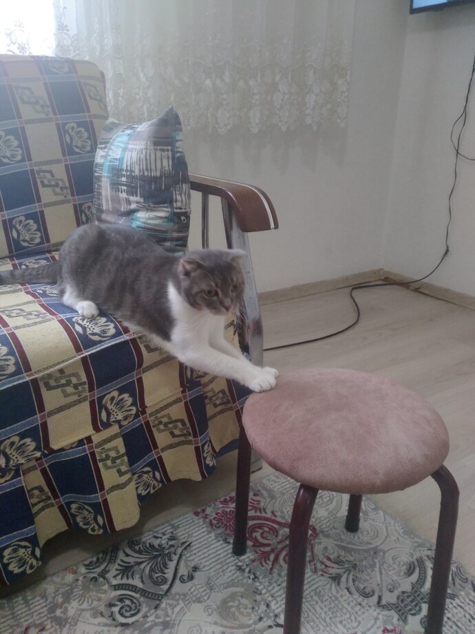 En güzel kedi hangisi sizce, kedinizin fotoğrafını atar mısınız?