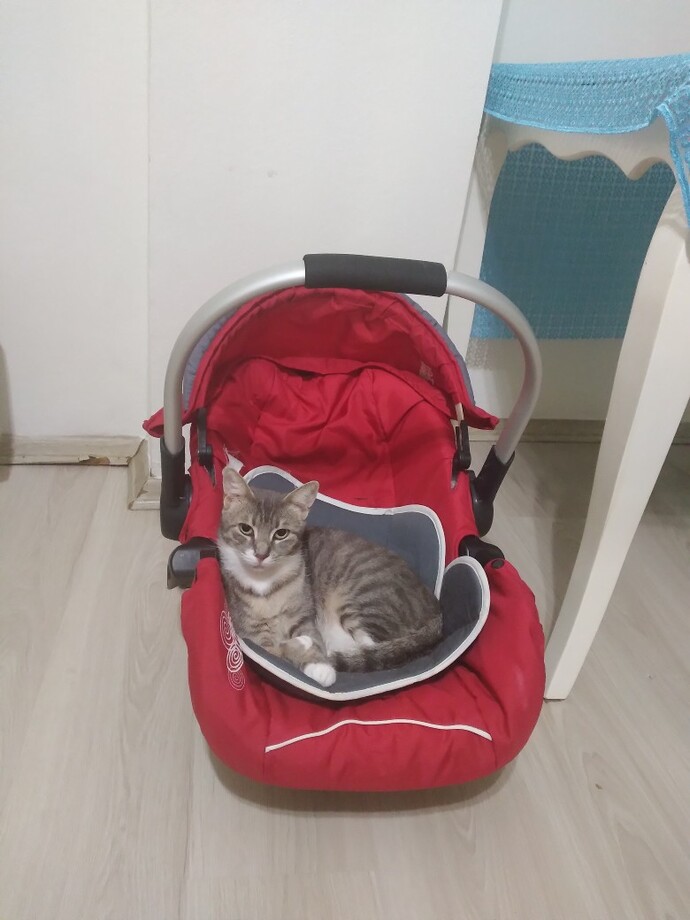 En güzel kedi hangisi sizce, kedinizin fotoğrafını atar mısınız?