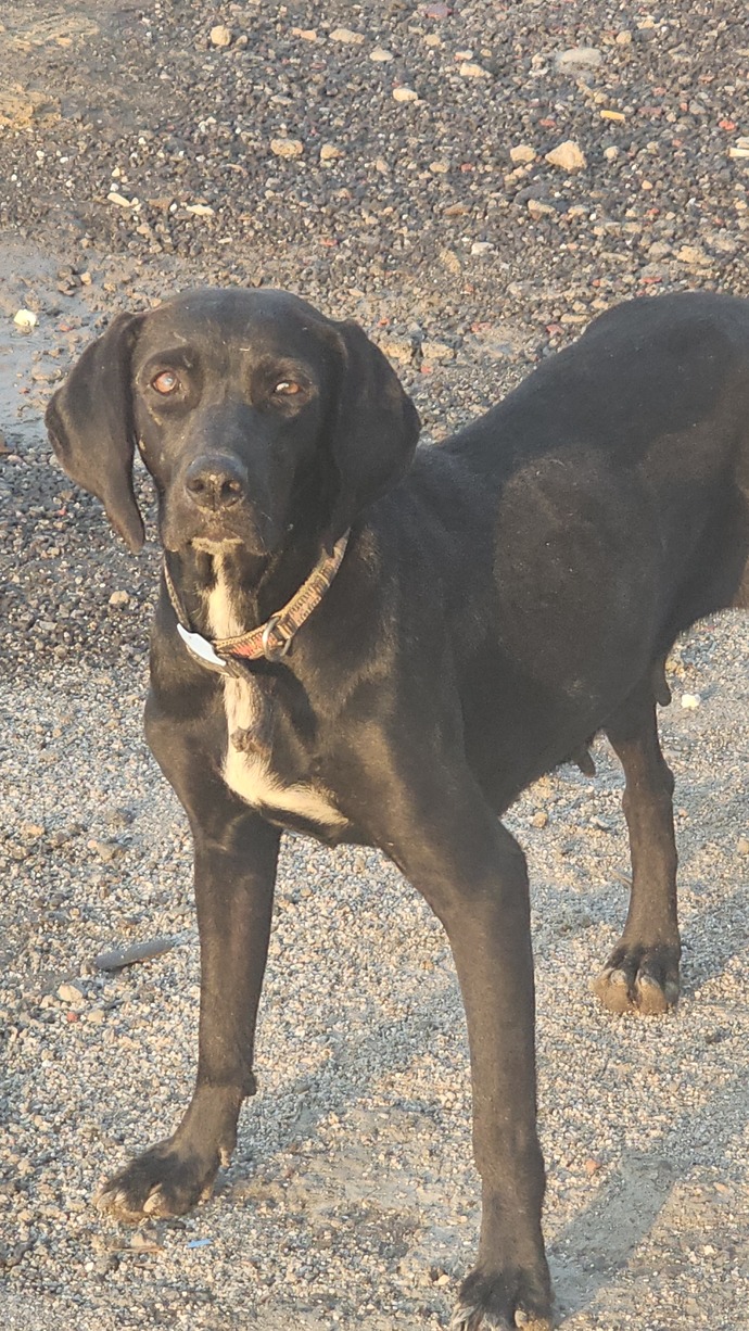 Daha çok kedi mi, köpek mi seversiniz?