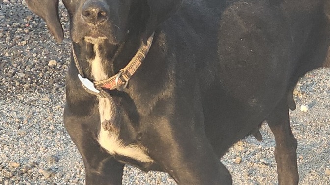 Daha çok kedi mi, köpek mi seversiniz?