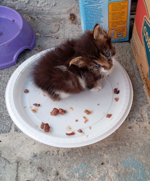 Bir porsiyon kedi isteyen var mi?