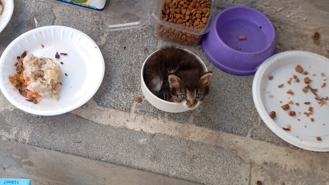 Bir porsiyon kedi isteyen var mi?