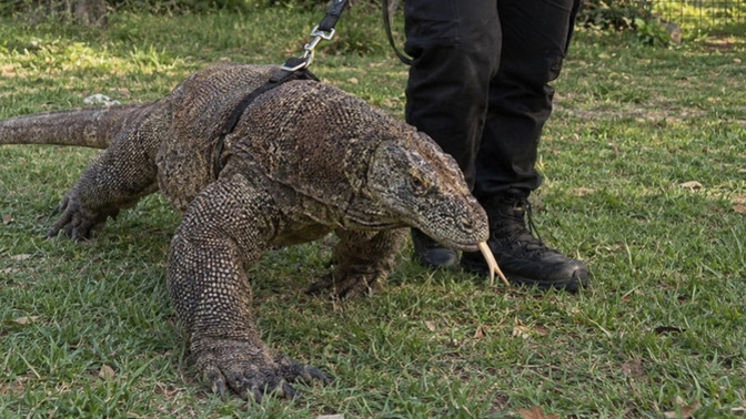 Komodo Ejderimin adı ne olsun saygı değer KS üyeleri?