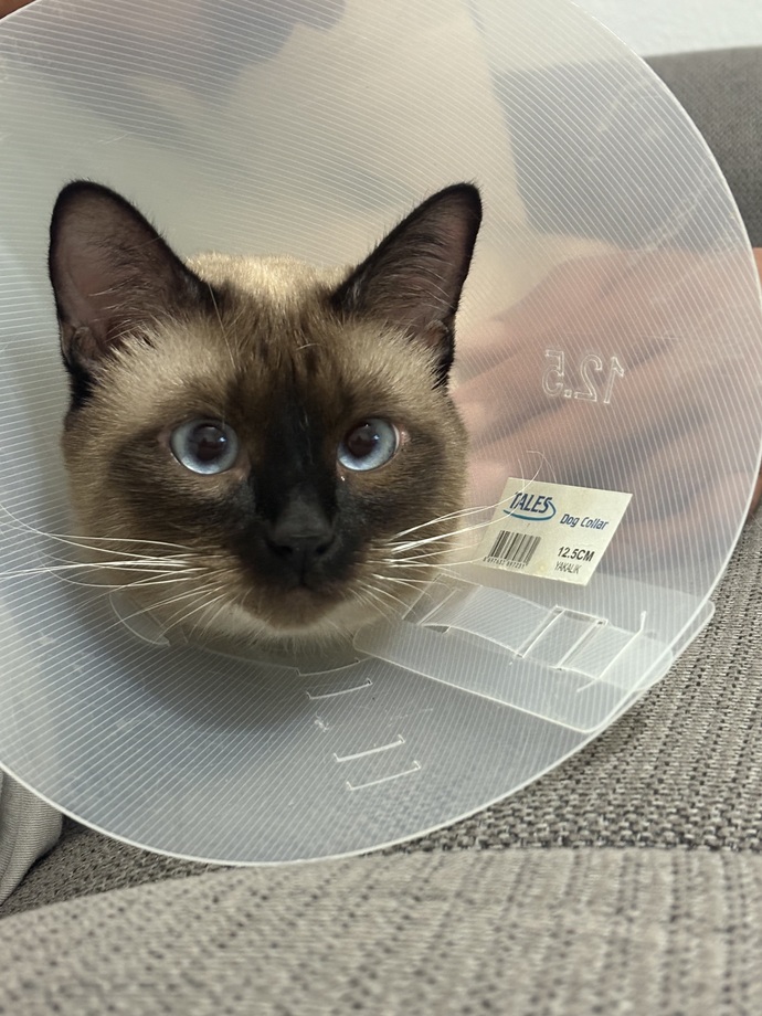 Kısırlaştırma sonrası dikiş yerini yalayan, kusan kedi ne zaman toparlanır?