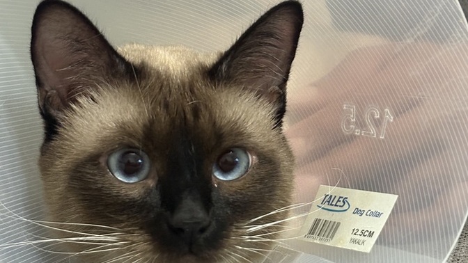 Kısırlaştırma sonrası dikiş yerini yalayan, kusan kedi ne zaman toparlanır?