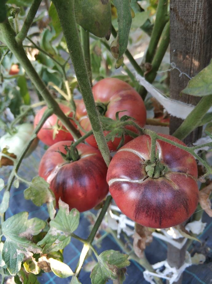 Evde balkon tarımı yapıp markete inat kendi sebzesini yetiştirenler burada mı?