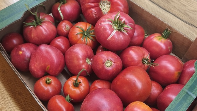 Evde balkon tarımı yapıp markete inat kendi sebzesini yetiştirenler burada mı?