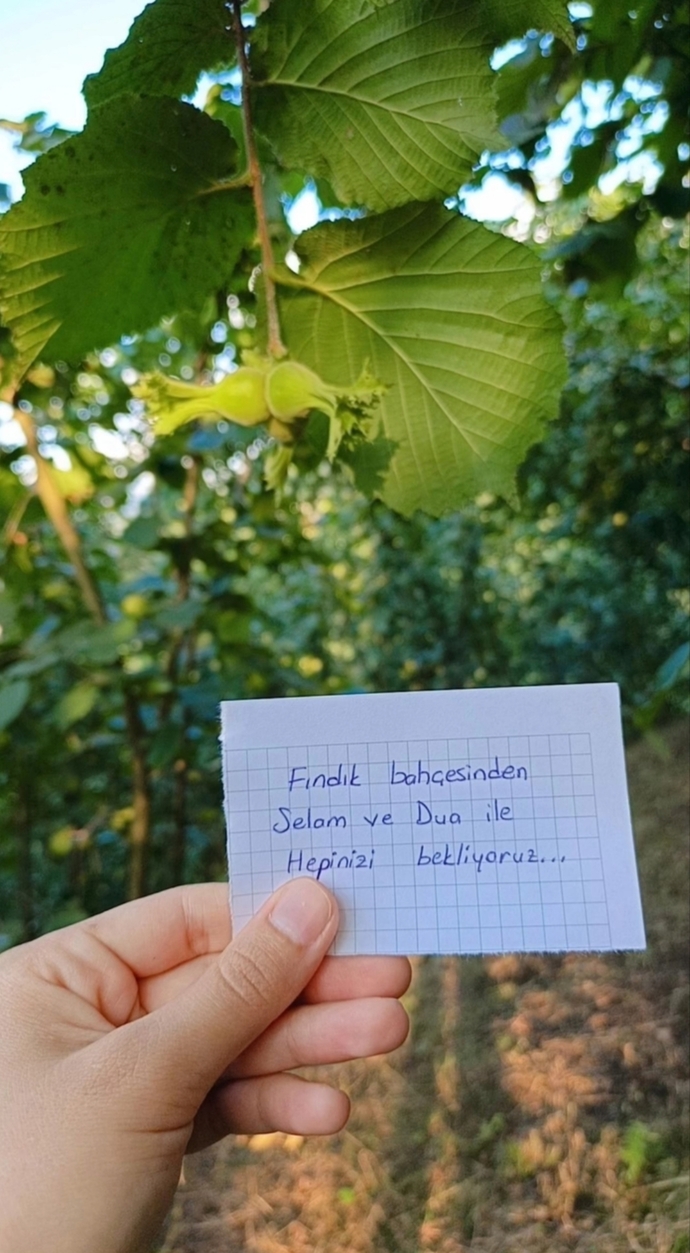 Hiç fındık topladınız mı?