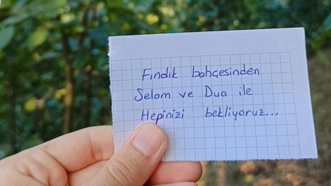 Hiç fındık topladınız mı?