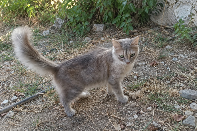 Bu kedi senin olsa adını ne koyarsın?