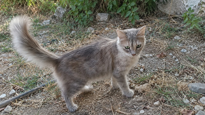 Bu kedi senin olsa adını ne koyarsın?