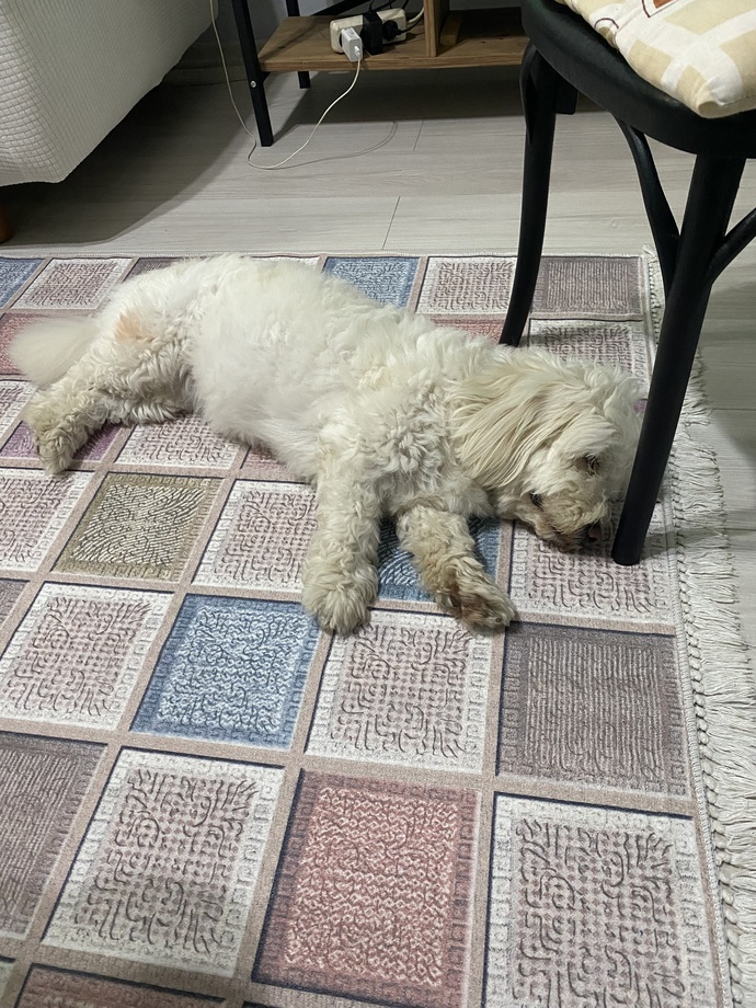 Evde köpek besler misiniz?