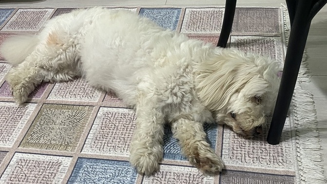 Evde köpek besler misiniz?