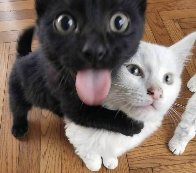 😝🦦