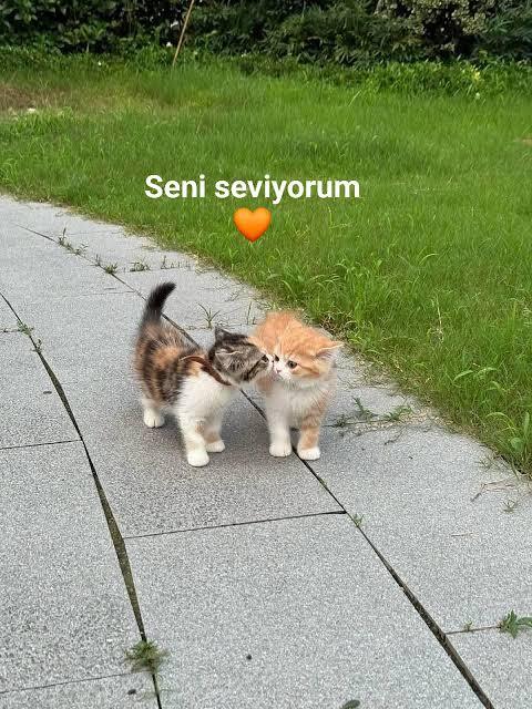 İlişkinin ilk zamanlarında söylenilen seni seviyorum cümlesine güvenir misiniz?