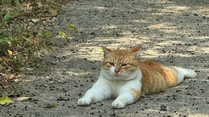 Sakin misiniz tez canlı mı?