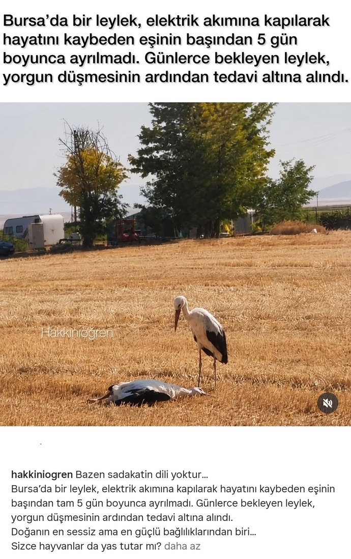 Duyguların türü var mıdır?