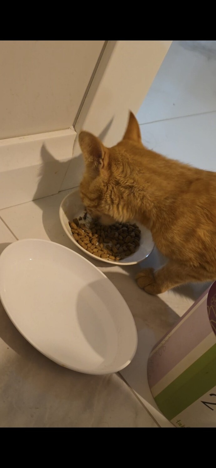 Evinizde otururken aniden önünüzde bir kedi belirse tepkiniz ne olur?