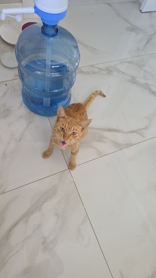 Evinizde otururken aniden önünüzde bir kedi belirse tepkiniz ne olur?