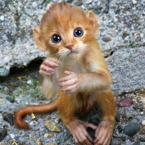 Evinizde otururken aniden önünüzde bir kedi belirse tepkiniz ne olur?