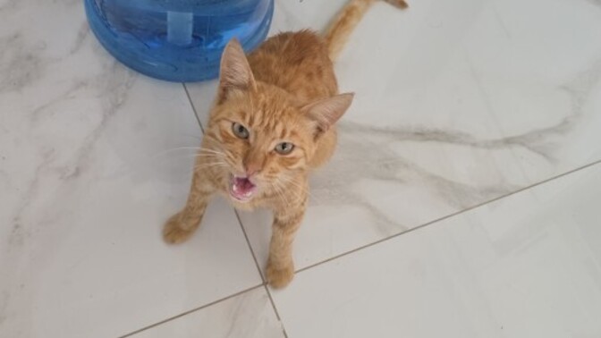 Evinizde otururken aniden önünüzde bir kedi belirse tepkiniz ne olur?