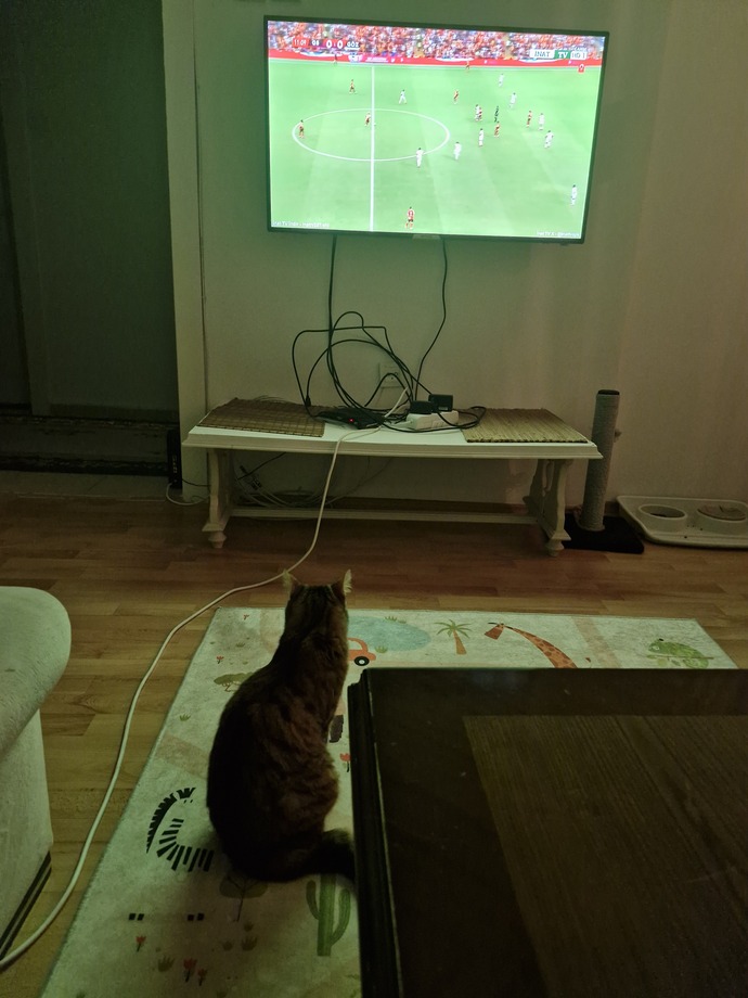 Maç izleyen kedi olur mu 🤔?