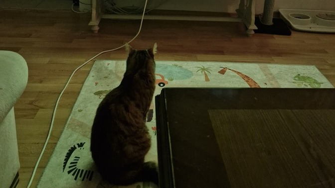 Maç izleyen kedi olur mu 🤔?