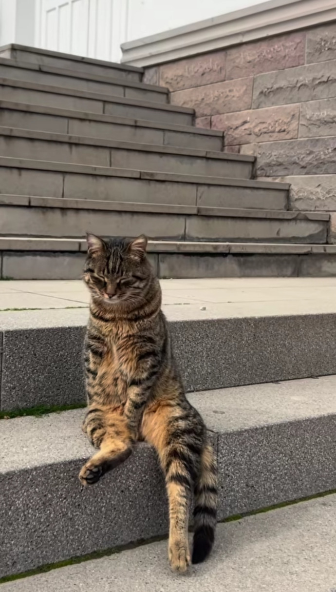 Gel yeğenim şöyle otur da iki lafın belini kıralım modunda olan bir kedi gördünüz mü?