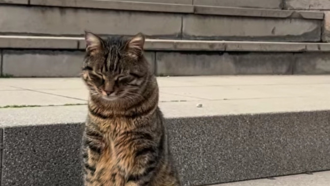 Gel yeğenim şöyle otur da iki lafın belini kıralım modunda olan bir kedi gördünüz mü?