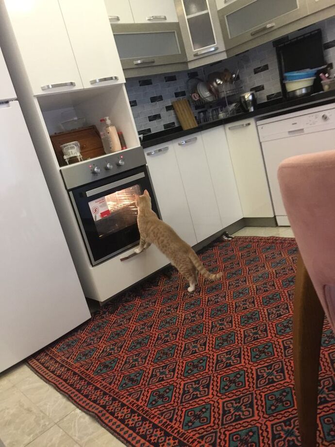 Apartmanda kedi besleyip komşularla hiç sorun yaşamayan var mı, nasıl başardınız?