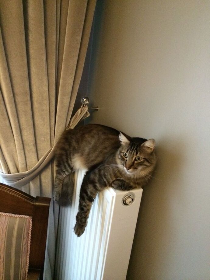 Apartmanda kedi besleyip komşularla hiç sorun yaşamayan var mı, nasıl başardınız?