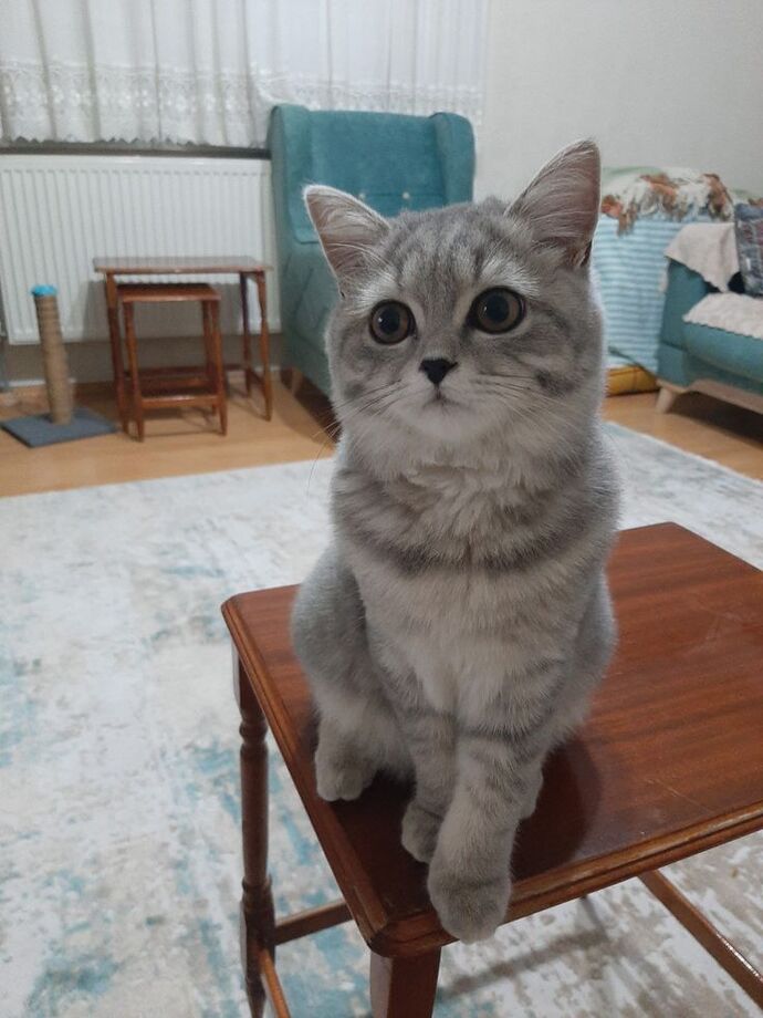 Apartmanda kedi besleyip komşularla hiç sorun yaşamayan var mı, nasıl başardınız?