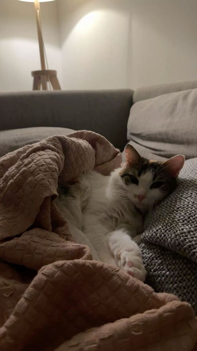 Apartmanda kedi besleyip komşularla hiç sorun yaşamayan var mı, nasıl başardınız?