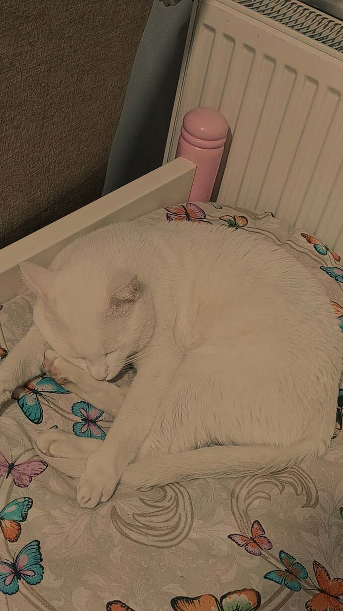 Kediler sizce neden bu kadar çok uyuyor?