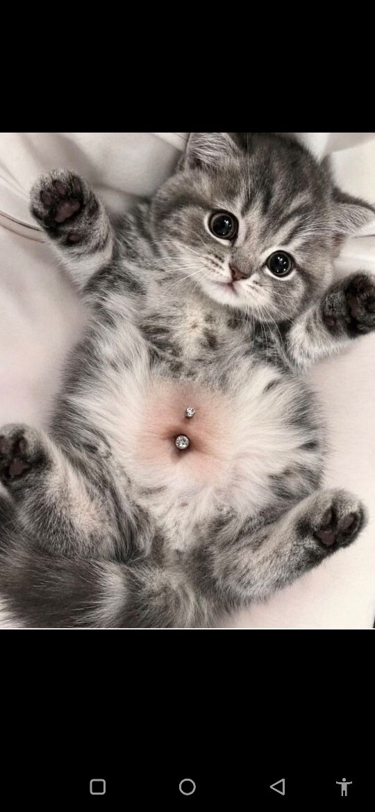 O göbüş metalli olacak! Kediler de piercing yapabilir mi?