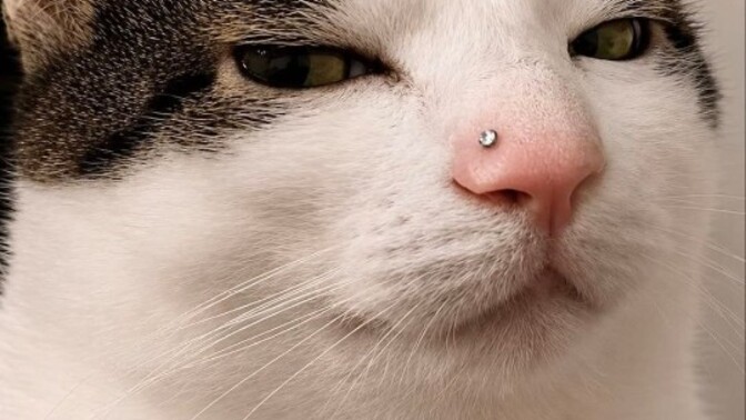 O göbüş metalli olacak! Kediler de piercing yapabilir mi?