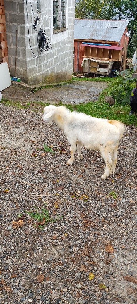Keçileri sever misiniz 🐐 ?