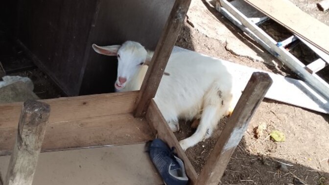 Keçileri sever misiniz 🐐 ?