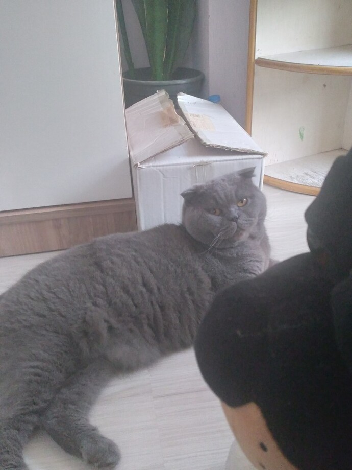 Kedimin diş eti rahatsız veteriner iyileşmezse oradaki eti alırız diyor, sizce para için mi bunları söylüyor?