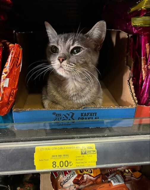 Bir kediye 8 lira vermek mantıklı mı?