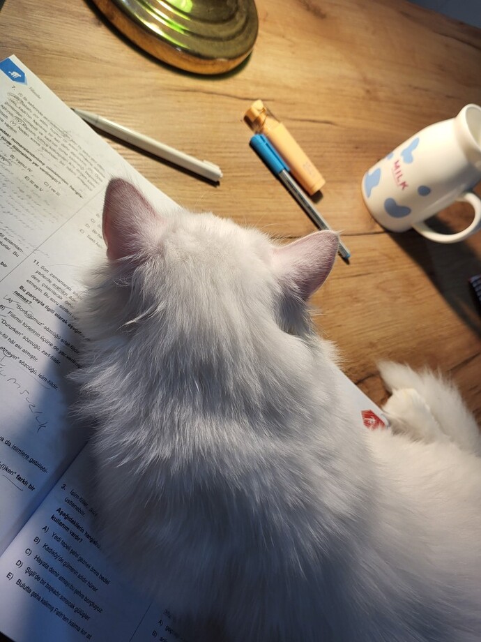 Hayatınızın en zor anında evcil hayvanınızın size destek olduğunu hissettiğiniz bir anı var mı?