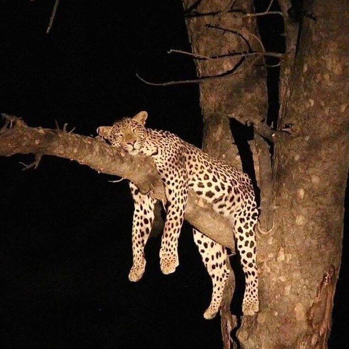 Hangi hayvanı görmek için safariye giderdin?