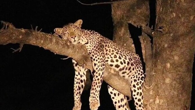 Hangi hayvanı görmek için safariye giderdin?