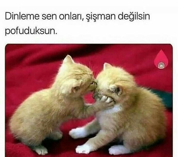 Kendimi beğenmiyorum, ayı gibi hissediyorum, sağlıklı şekilde nasıl zayıflarım?