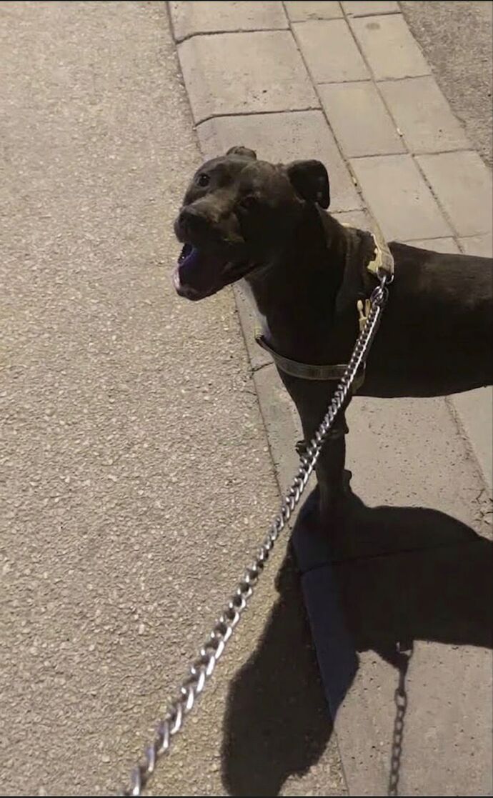 Köpeğim bana havlamaya başladı, sizce başkası mı besliyor?