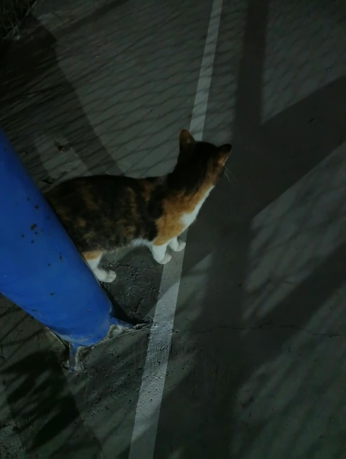 Kedim sürekli başkasının kucağında beni artık sevmiyor mu?