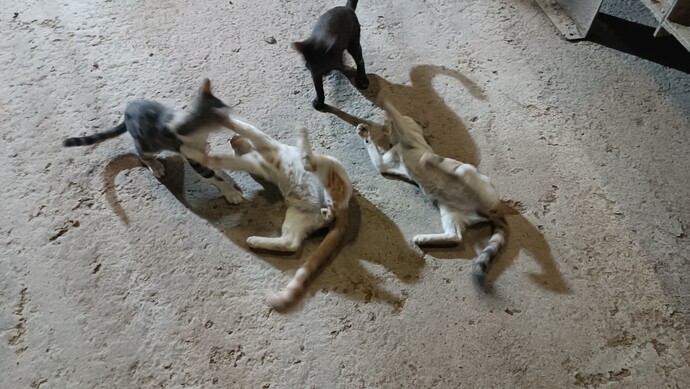 Eşek kadar oldular. Fotoğraf çekmek bile mümkün değil. Durmuyorlar. Satayım mı bunları size?